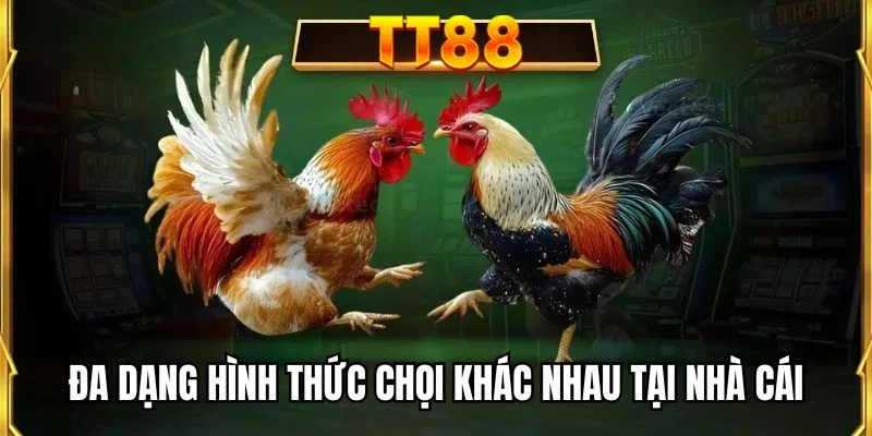 Đa dạng hình thức chọi khác nhau tại nhà cái